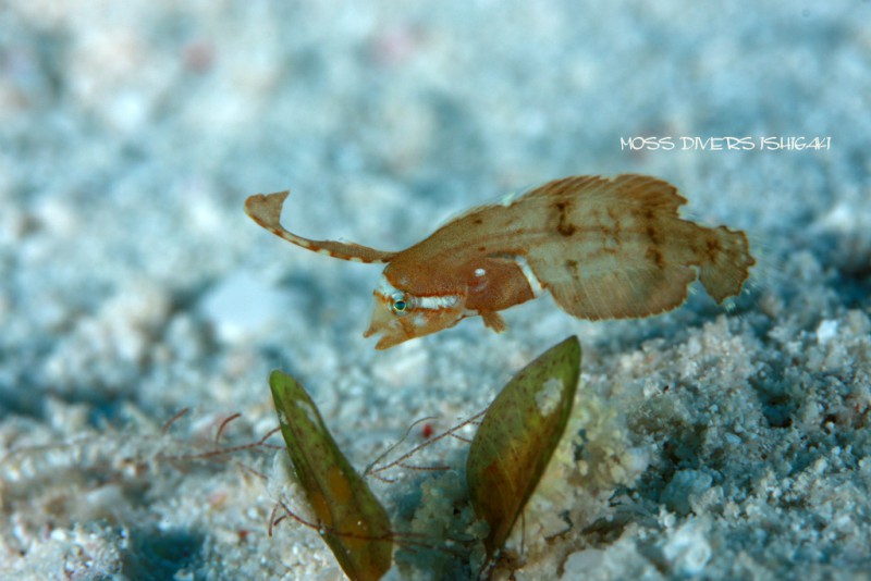 ホシテンス幼魚